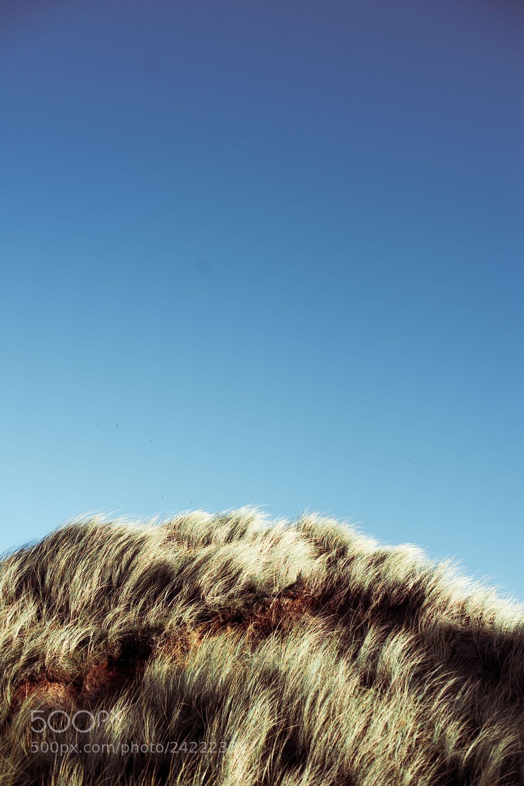 Nikon D600 sample photo. Natural hairstyle photography