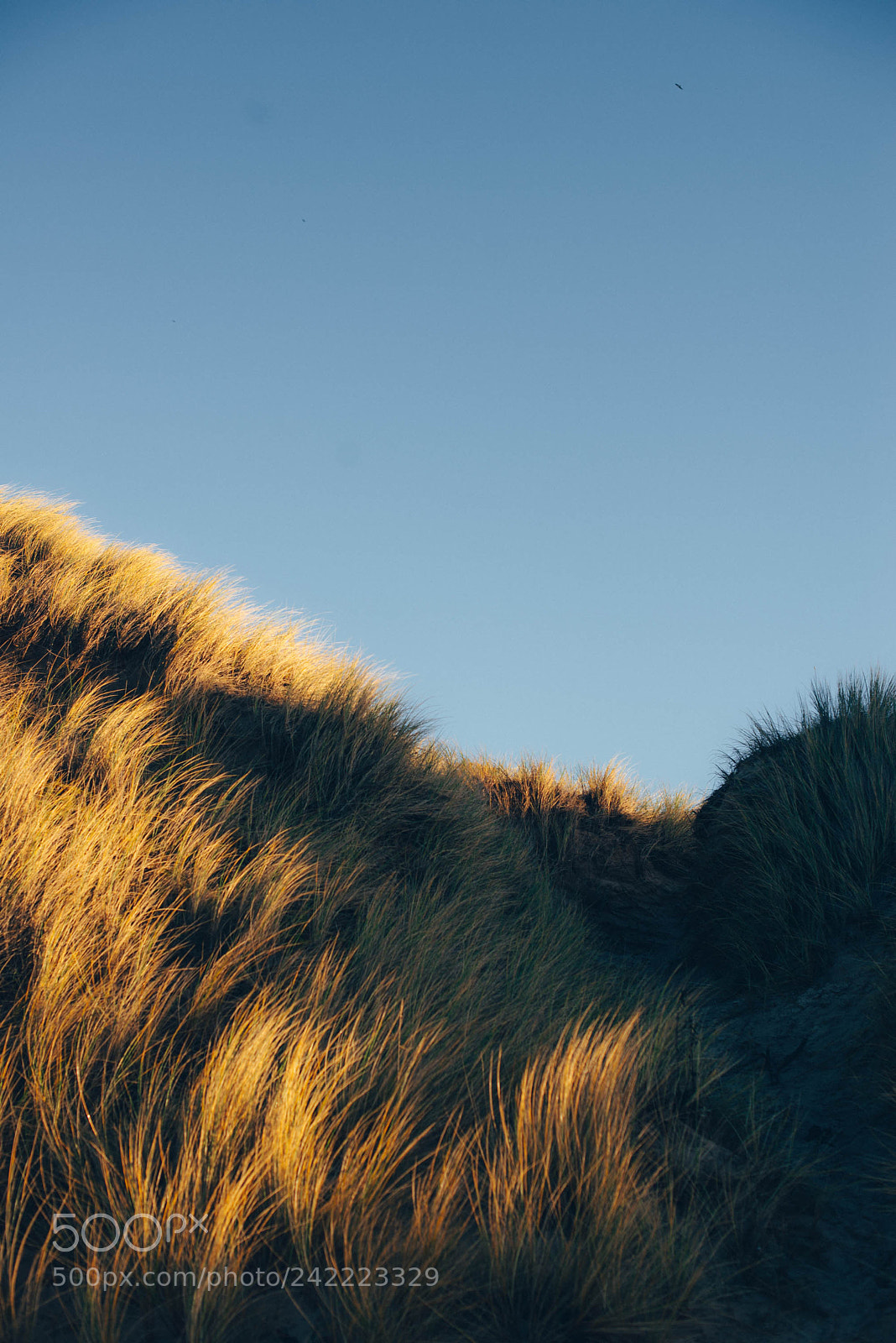 Nikon D600 sample photo. Grassy dunes photography