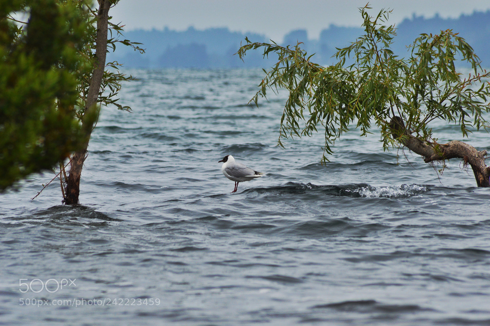 Nikon D3200 sample photo. Easy photography