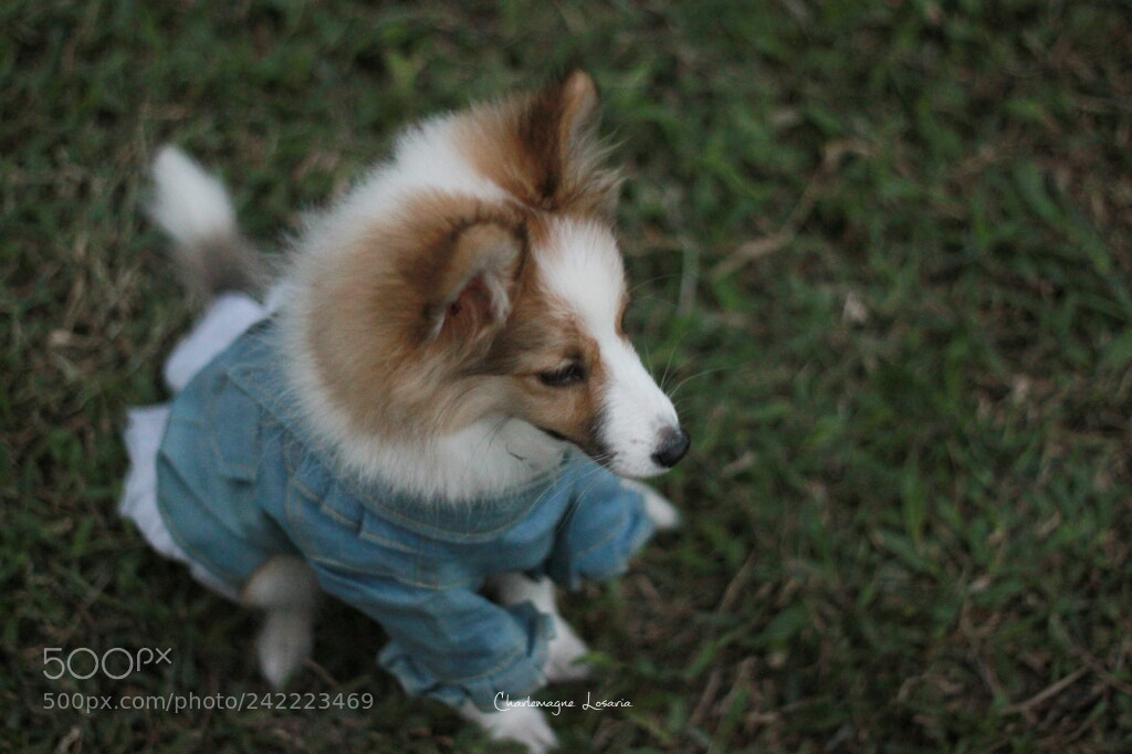 Canon EOS 500D (EOS Rebel T1i / EOS Kiss X3) sample photo. Lyanna the sheltie photography