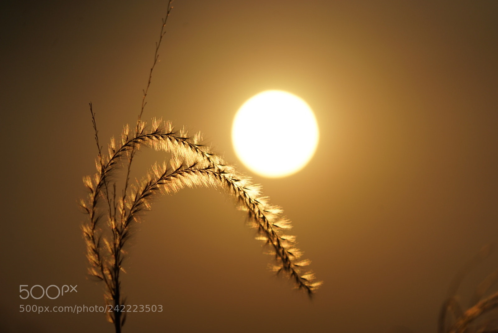 Sony a7 sample photo. 夕阳 photography