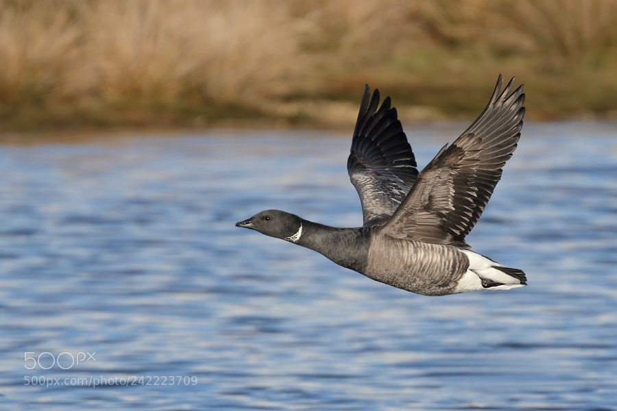 Canon EOS 7D Mark II sample photo. Brent goose photography