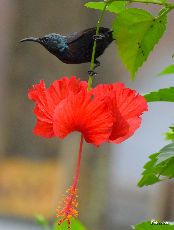 Nikon D5500 sample photo