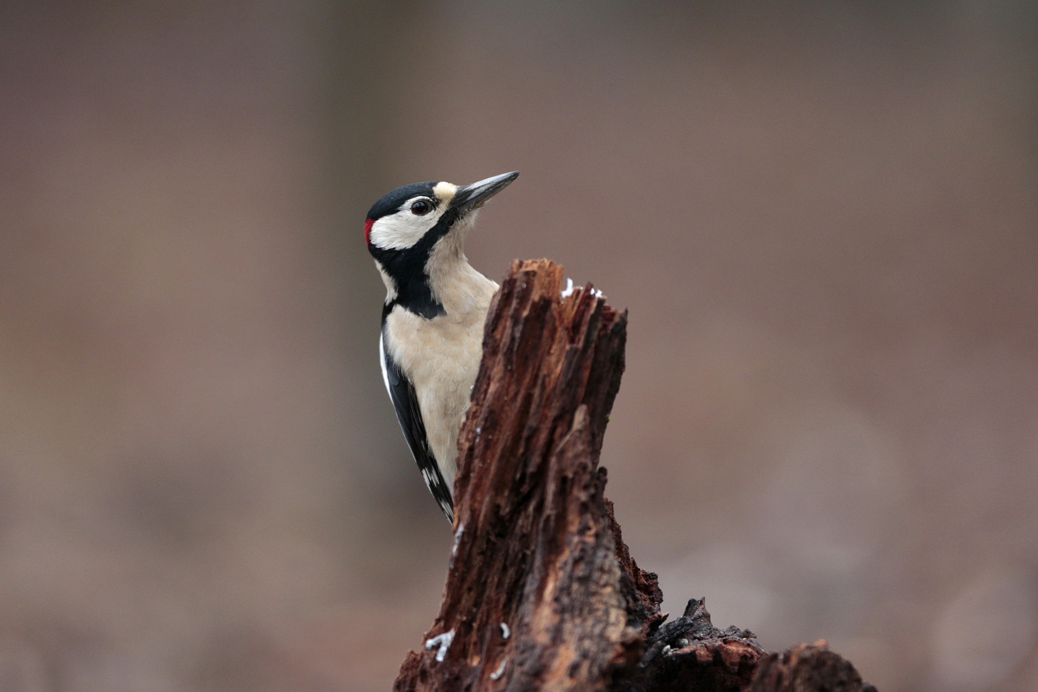 Canon EF 300mm F2.8L IS USM sample photo. Posing photography
