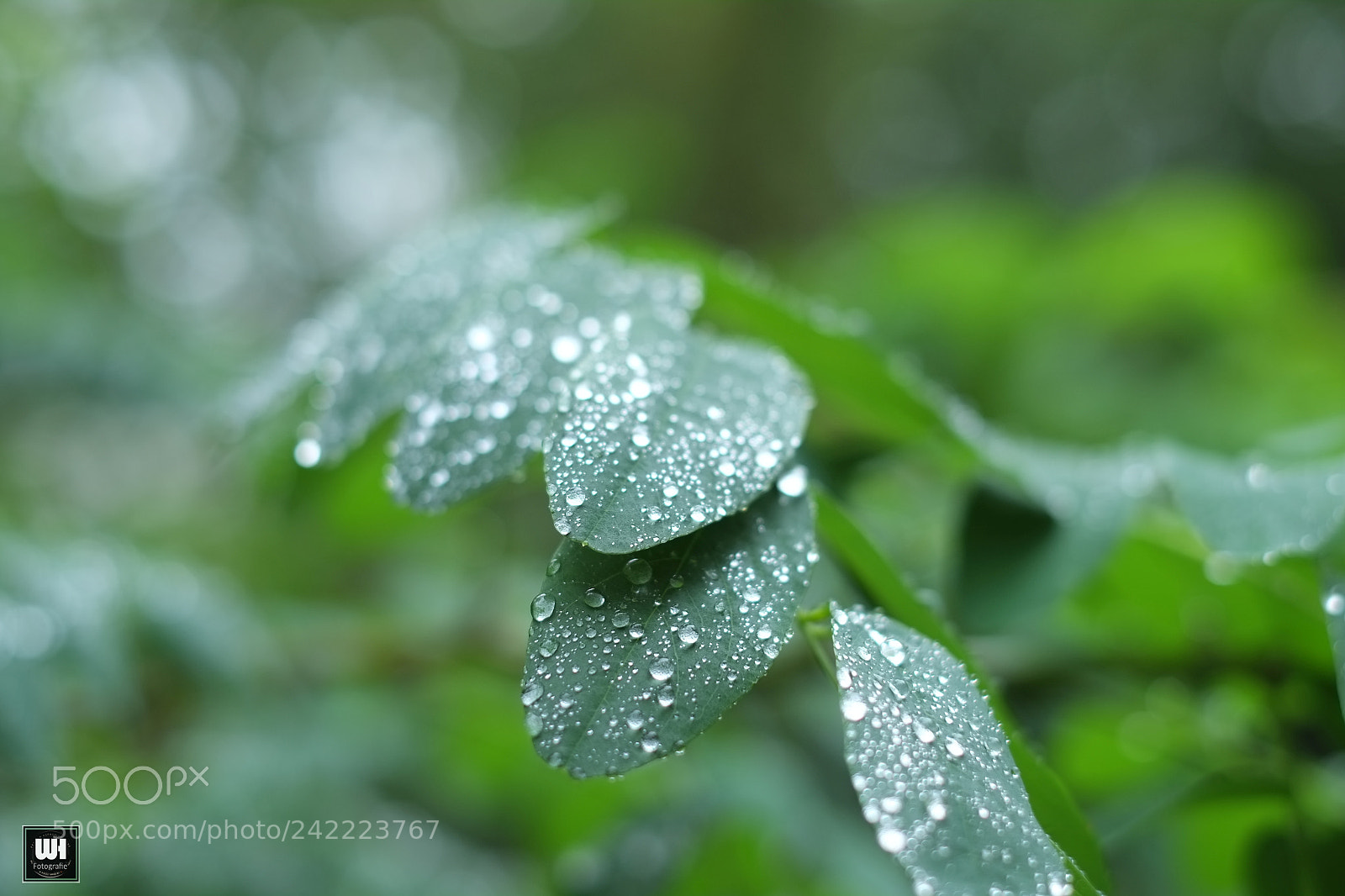 Fujifilm X-Pro1 sample photo. Waterdrop / raindrop / regentropfen photography