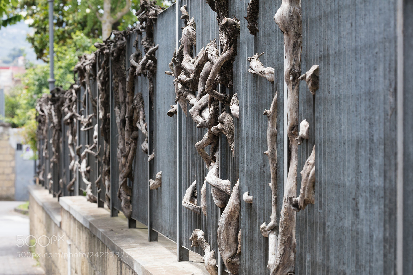 Canon EOS 5DS R sample photo. Roots through  a gate photography