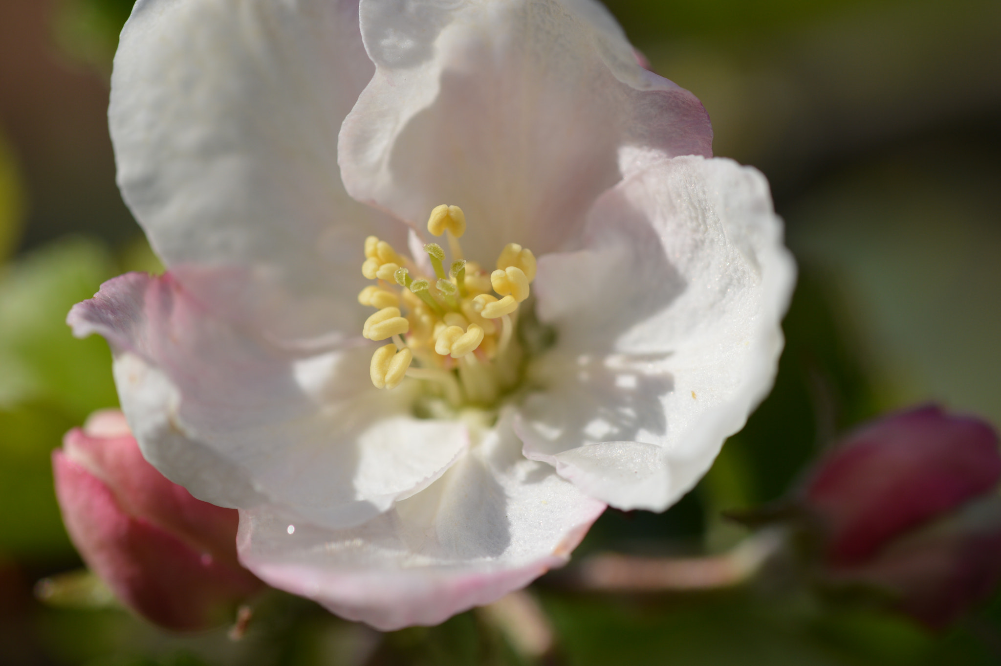 Sigma 105mm F2.8 EX DG OS HSM sample photo. Elma çiçeği/apfel blüte photography