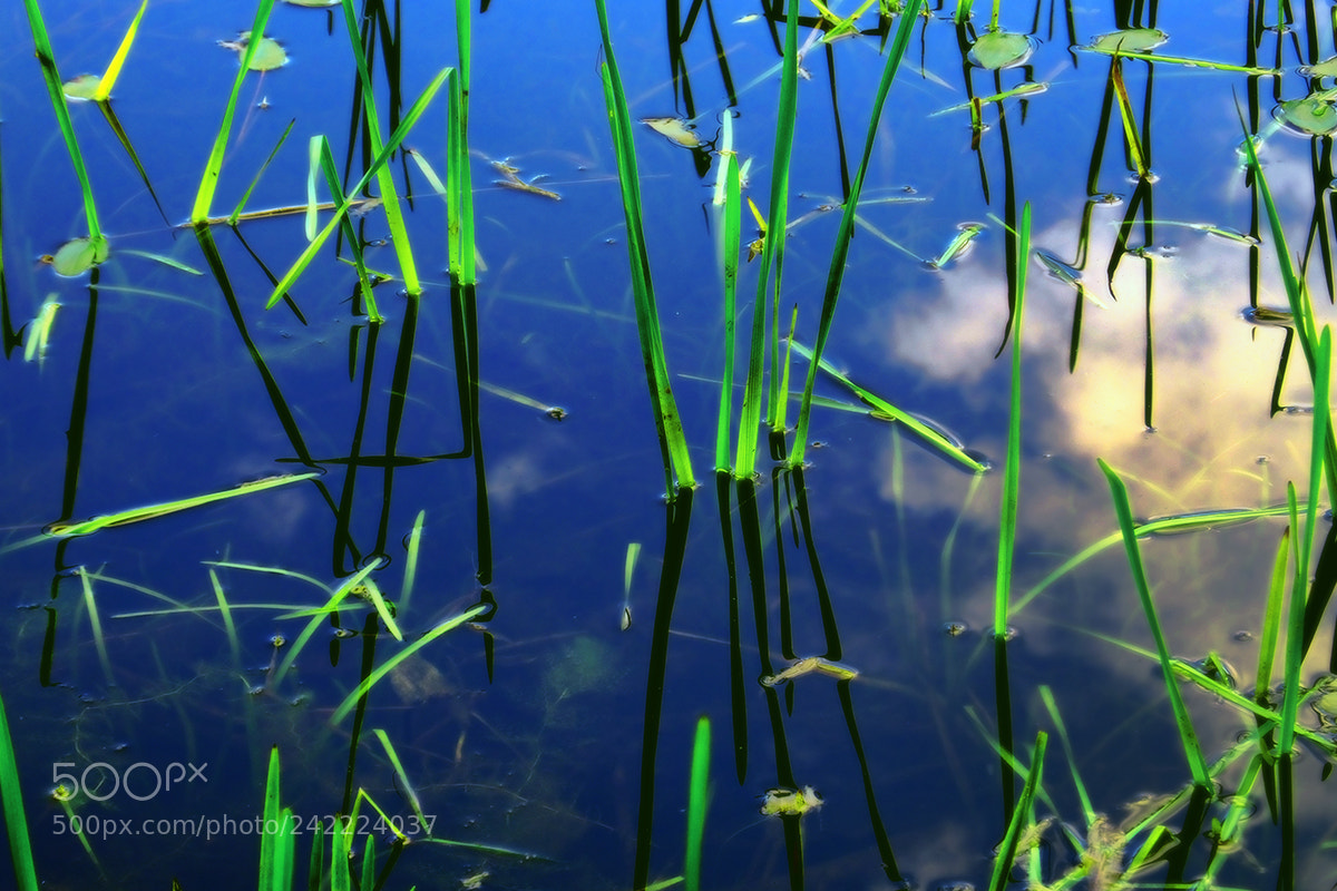 Fujifilm FinePix HS50 EXR sample photo. Weeds by the pond (池塘邊的水草) photography