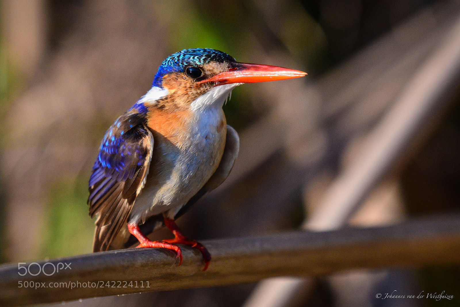 Nikon D7100 sample photo. Malachite kingfisher photography