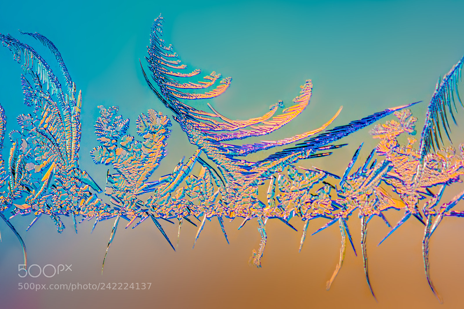 Nikon D7100 sample photo. Frost forest photography