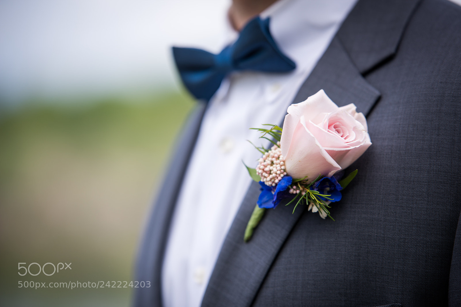 Nikon D810 sample photo. Pink rose photography