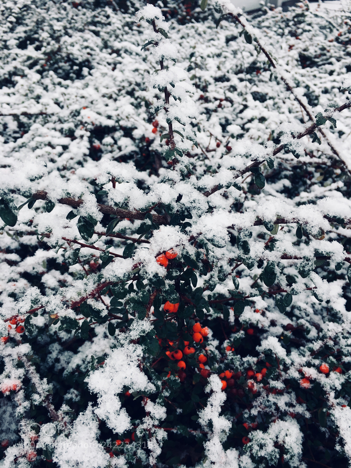 Apple iPhone 6s sample photo. Back to snowing photography