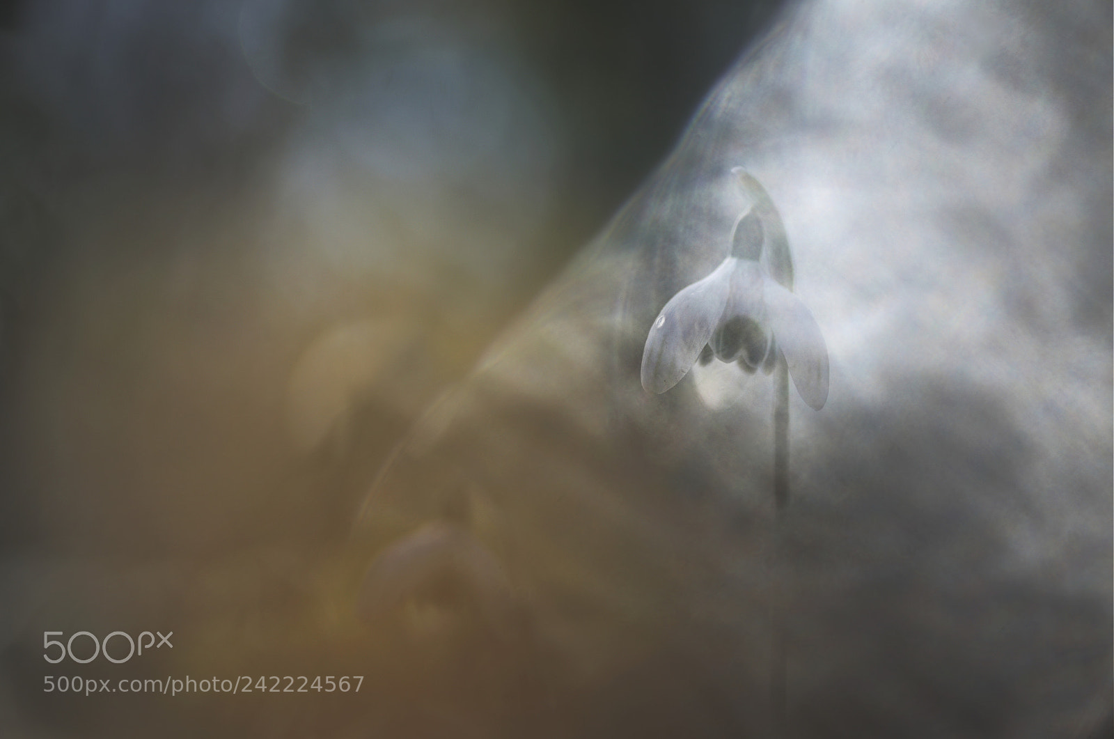 Pentax K-5 sample photo. Sous les projecteurs photography