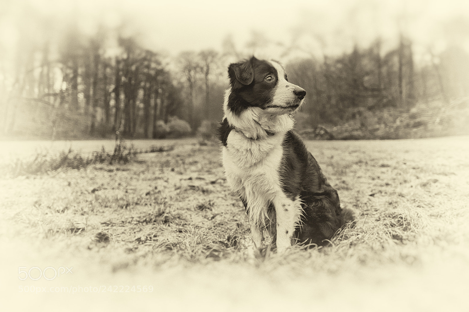 Fujifilm X-Pro1 sample photo. Postcard of a dog photography