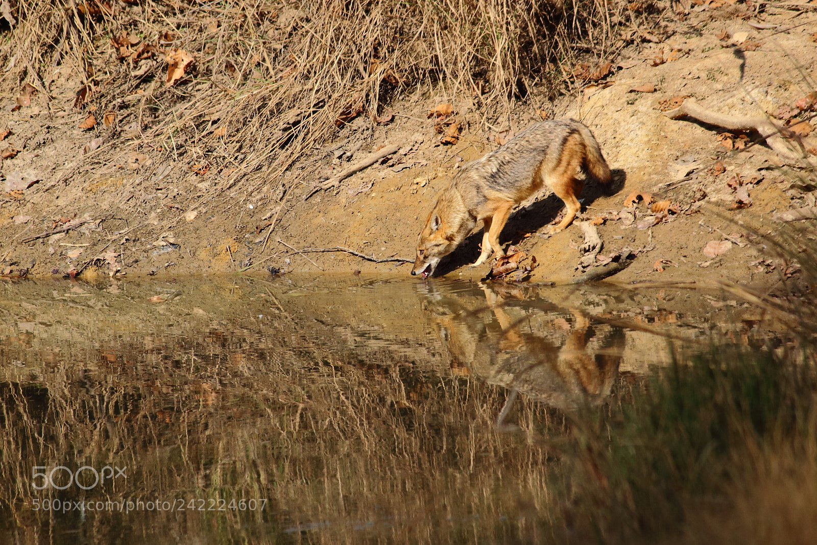 Canon EF-S 55-250mm F4-5.6 IS II sample photo. The jackal's thirst photography