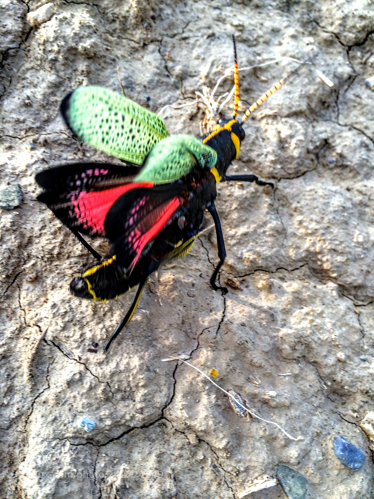 Apple iPhone 5s sample photo. Black and colorful grasshopper photography