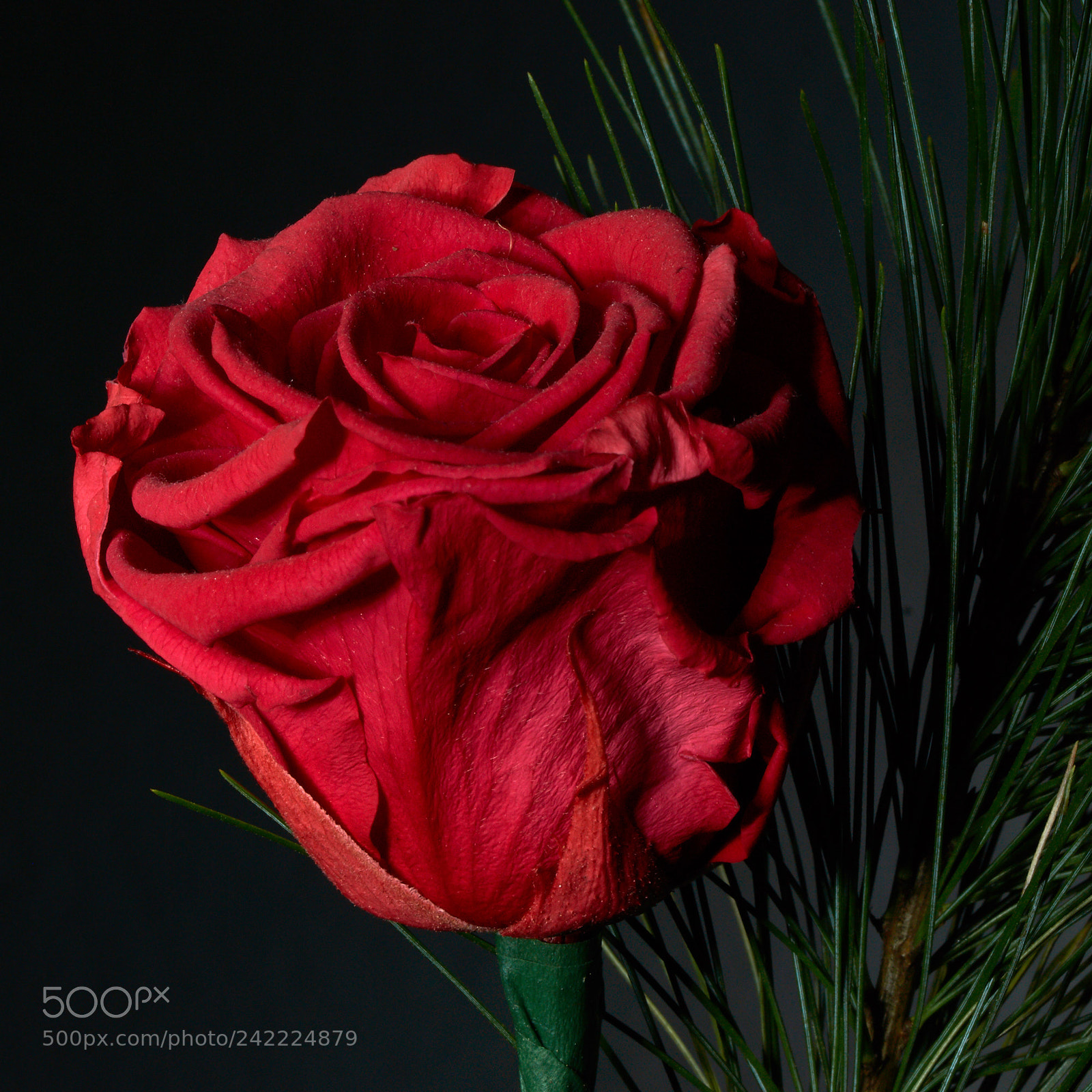 Sony SLT-A65 (SLT-A65V) sample photo. Red rose at night photography