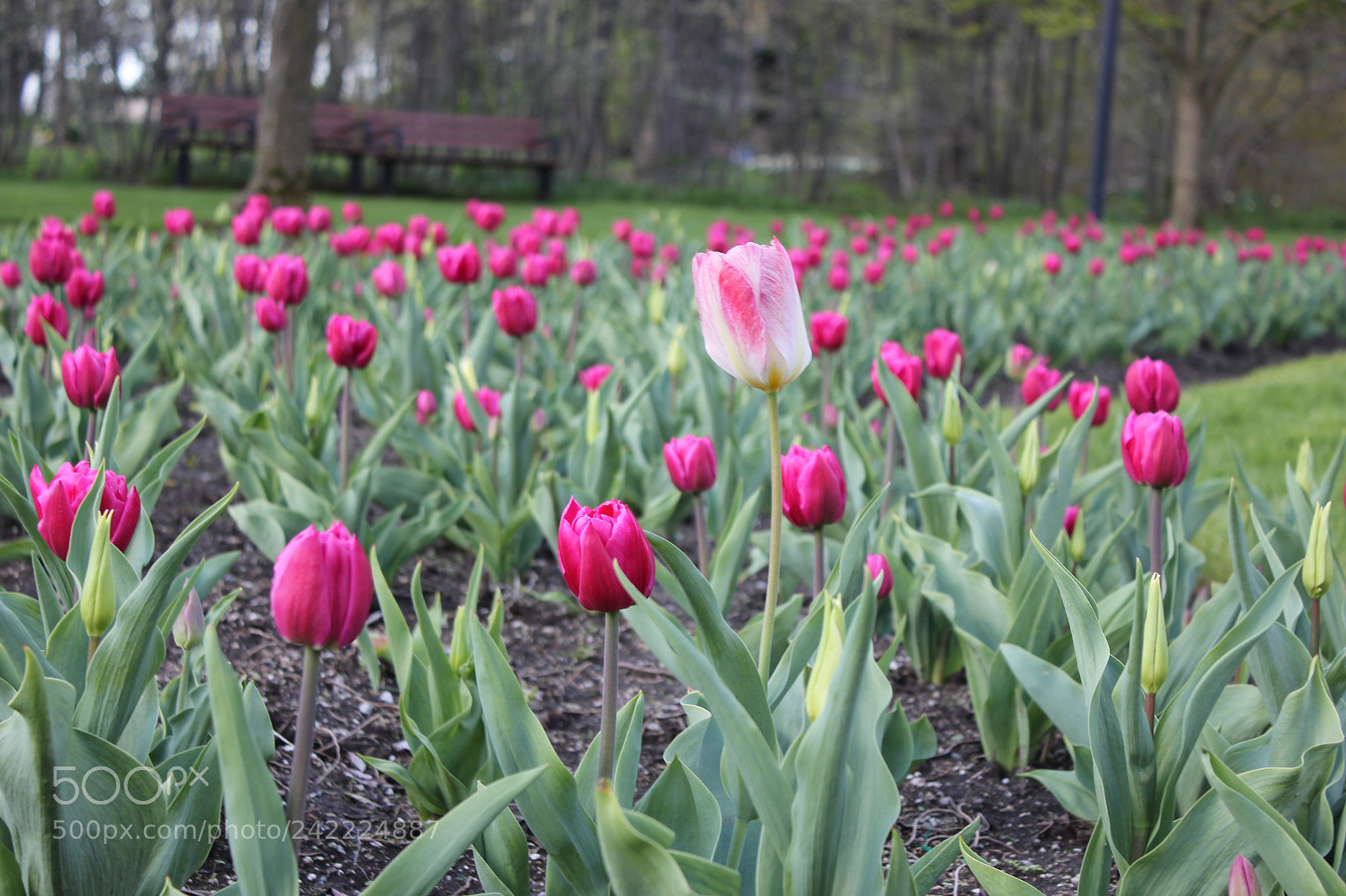 Canon EF-S 18-55mm F3.5-5.6 IS sample photo. Tulips rosetta mcclain gardens photography