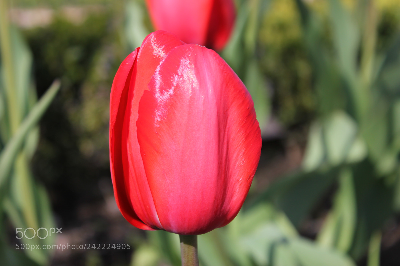 Canon EF-S 18-55mm F3.5-5.6 IS sample photo. Tulips rosetta mcclain gardens photography