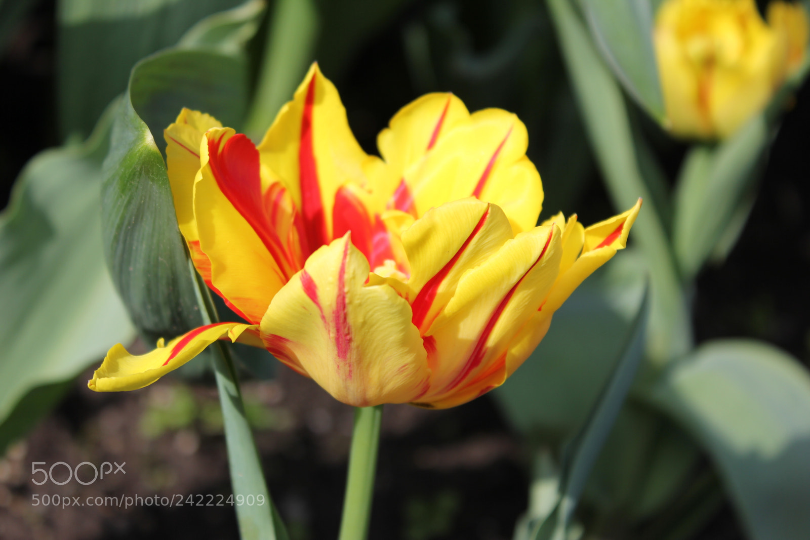 Canon EF-S 18-55mm F3.5-5.6 IS sample photo. Tulips rosetta mcclain gardens photography