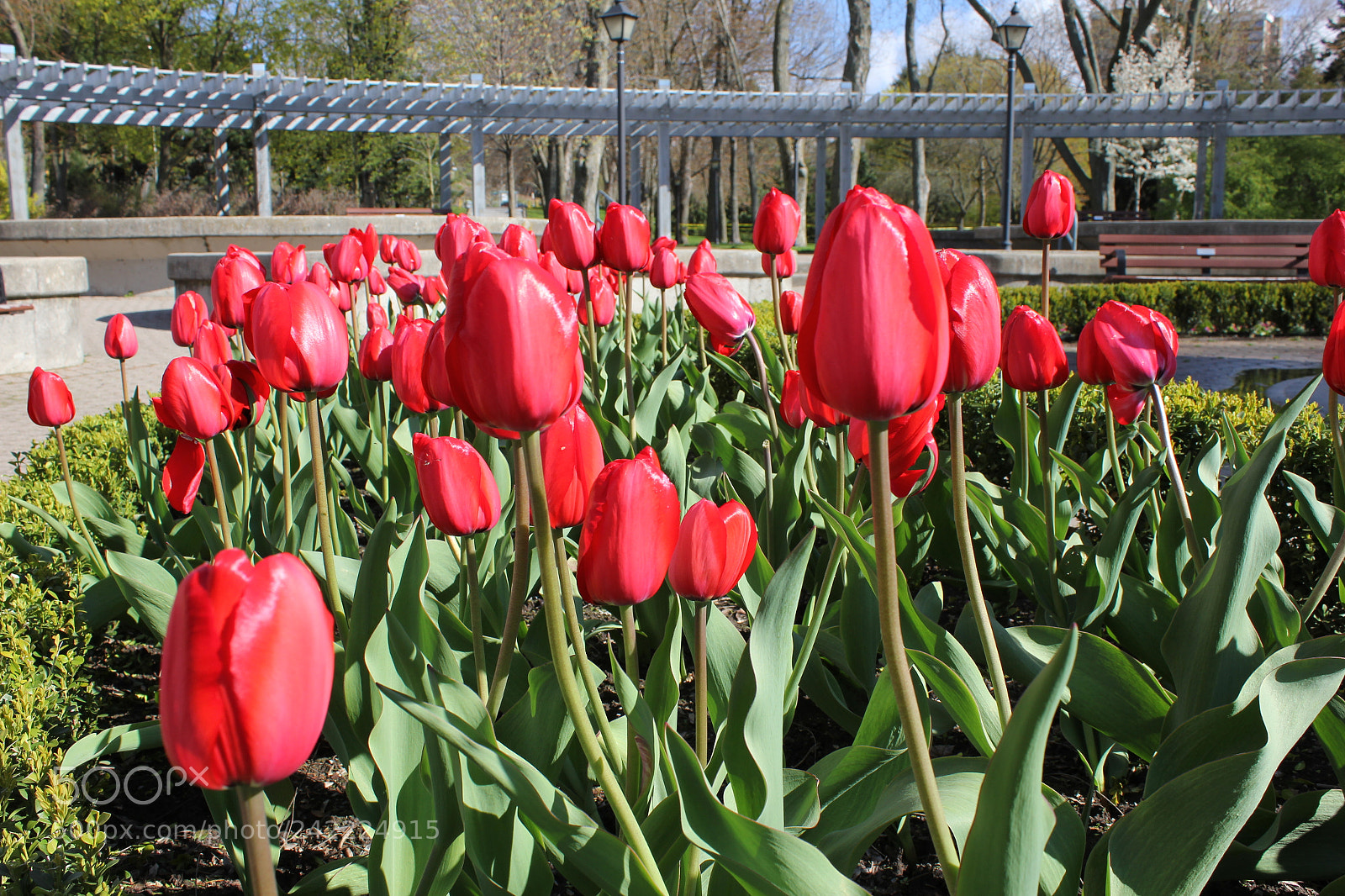 Canon EF-S 18-55mm F3.5-5.6 IS sample photo. Tulips rosetta mcclain gardens photography