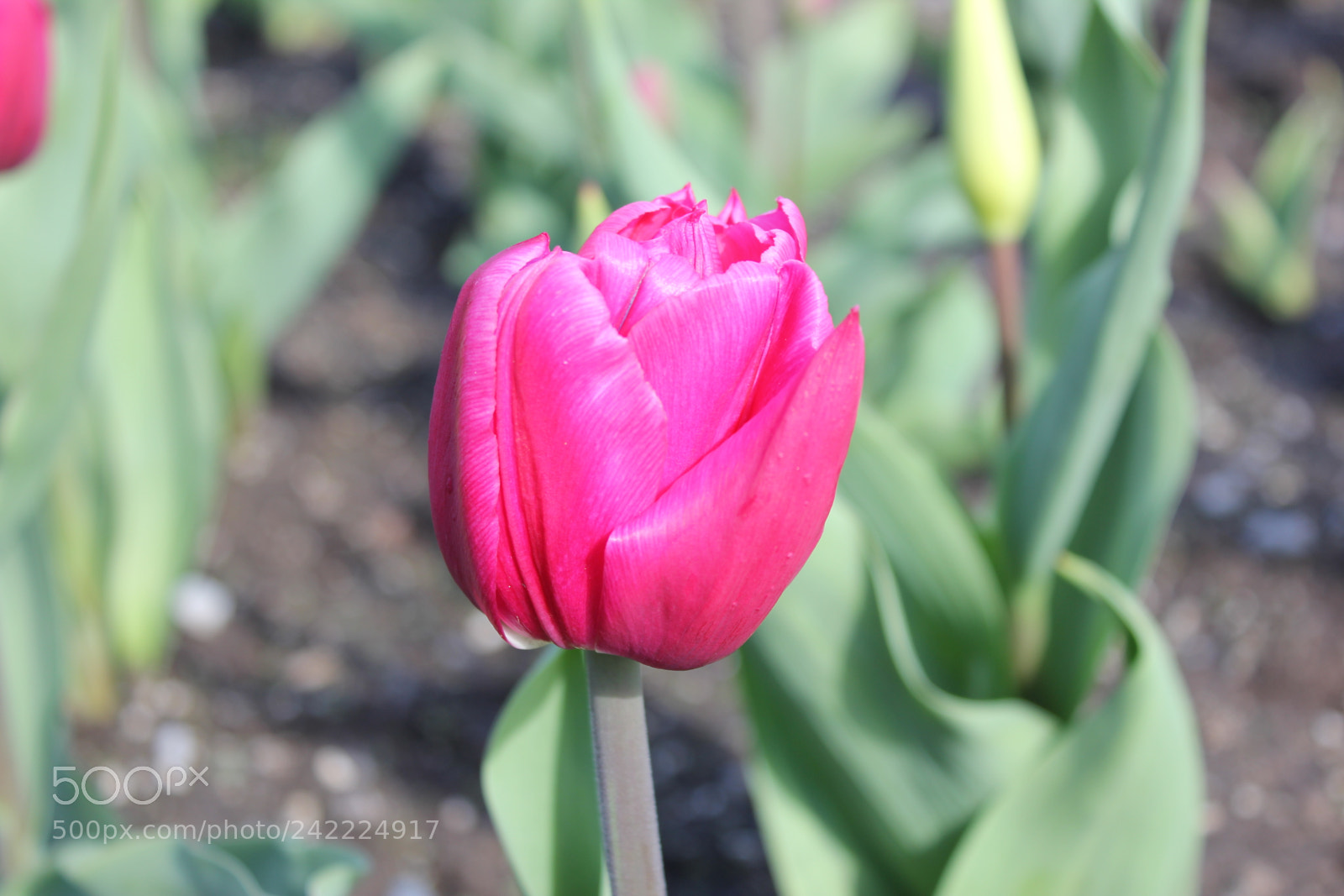 Canon EF-S 18-55mm F3.5-5.6 IS sample photo. Tulips rosetta mcclain gardens photography
