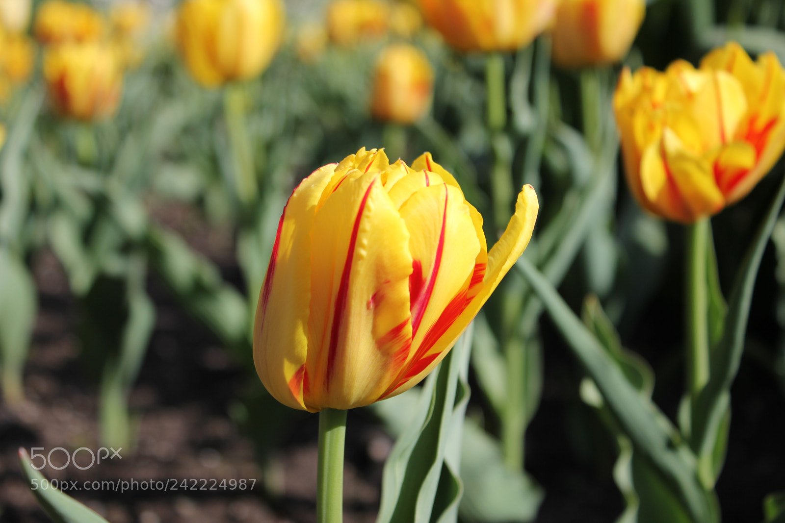 Canon EF-S 18-55mm F3.5-5.6 IS sample photo. Tulips rosetta mcclain gardens photography
