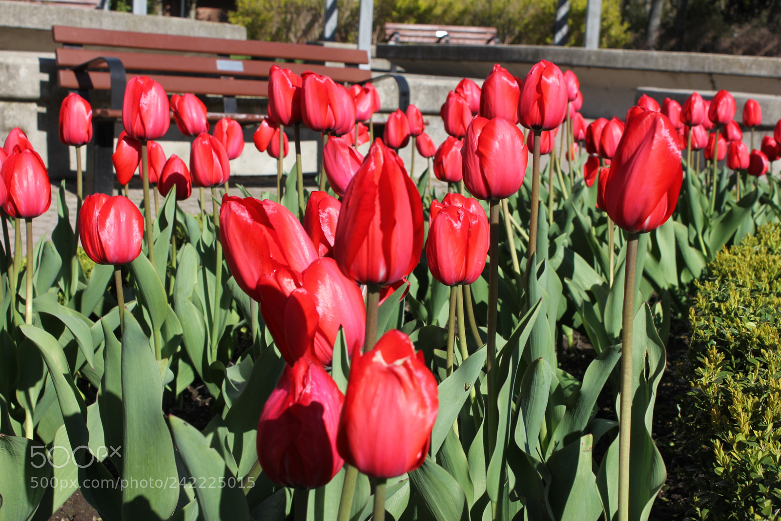 Canon EF-S 18-55mm F3.5-5.6 IS sample photo. Tulips rosetta mcclain gardens photography