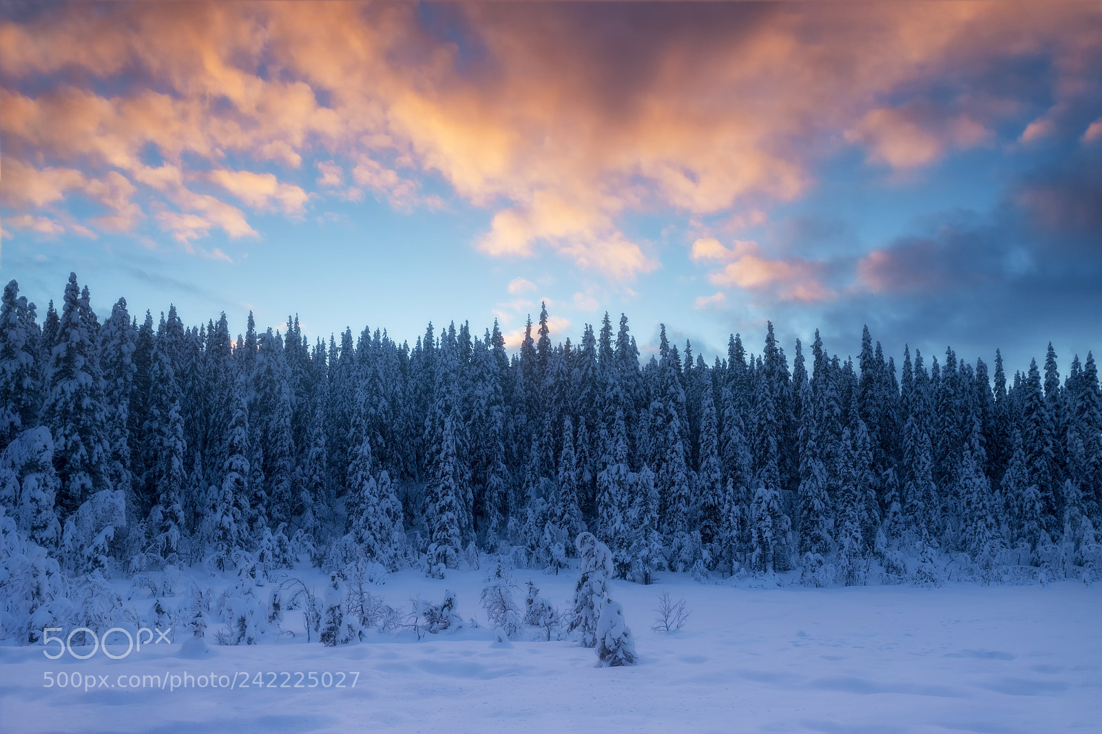 Canon EOS 6D Mark II sample photo. The winter forest photography