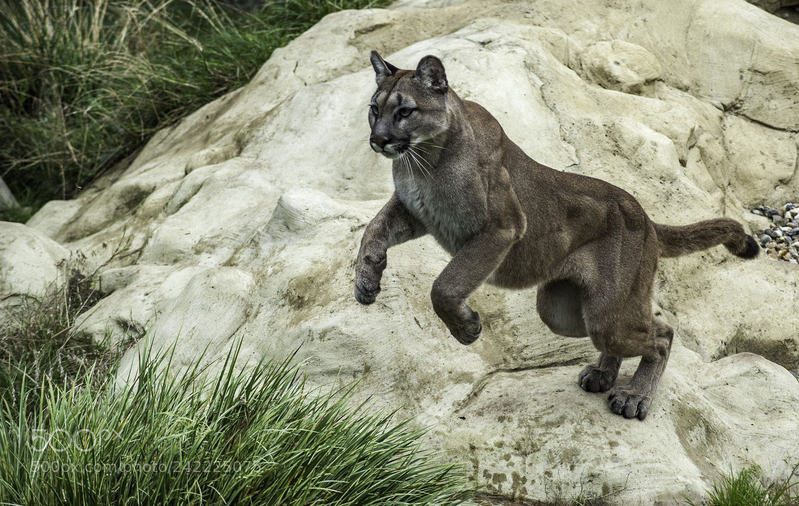 Nikon D700 sample photo. Puma series photography
