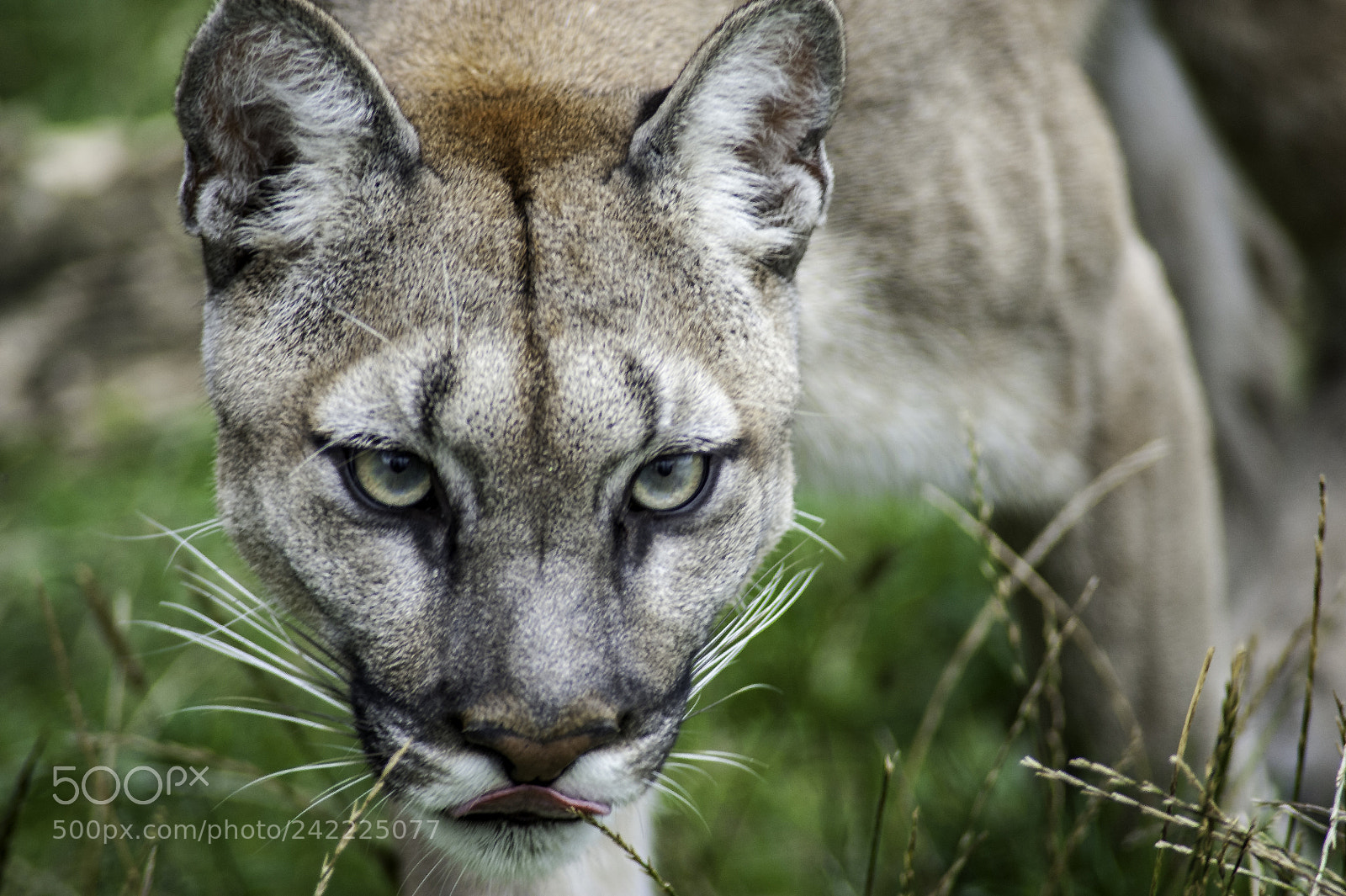 Nikon D700 sample photo. Puma series photography