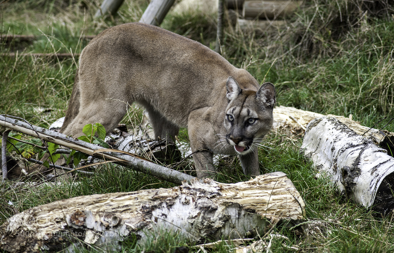 Nikon D700 sample photo. Puma series photography