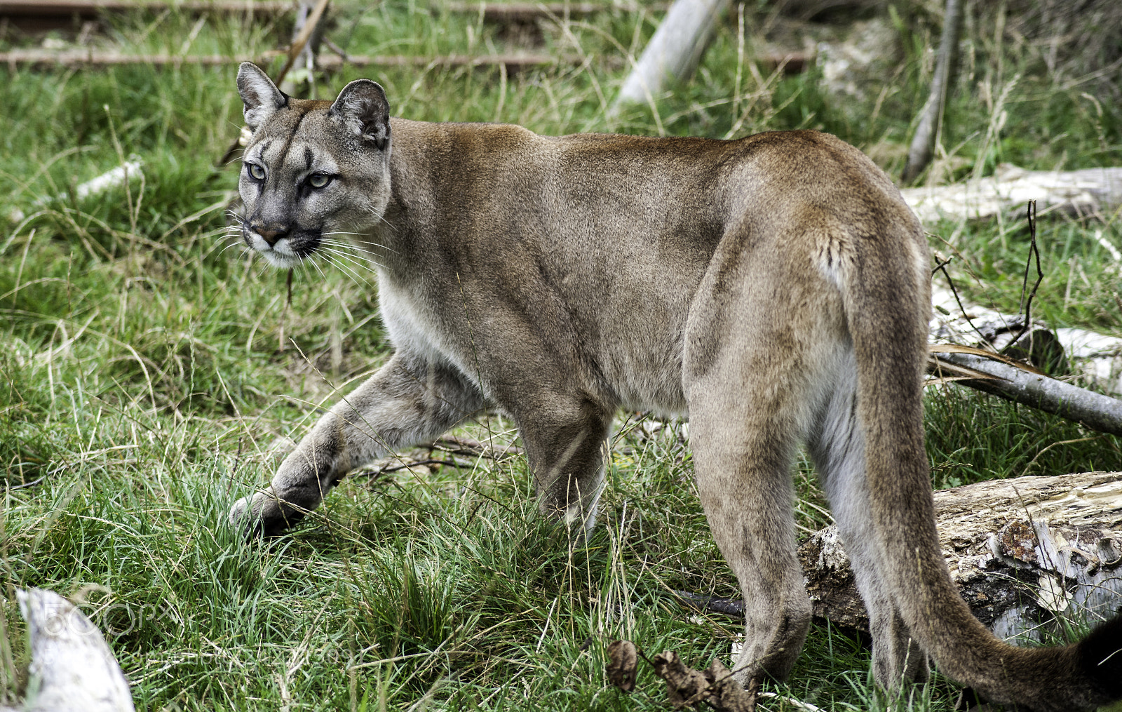 Nikon D700 sample photo. Puma series photography