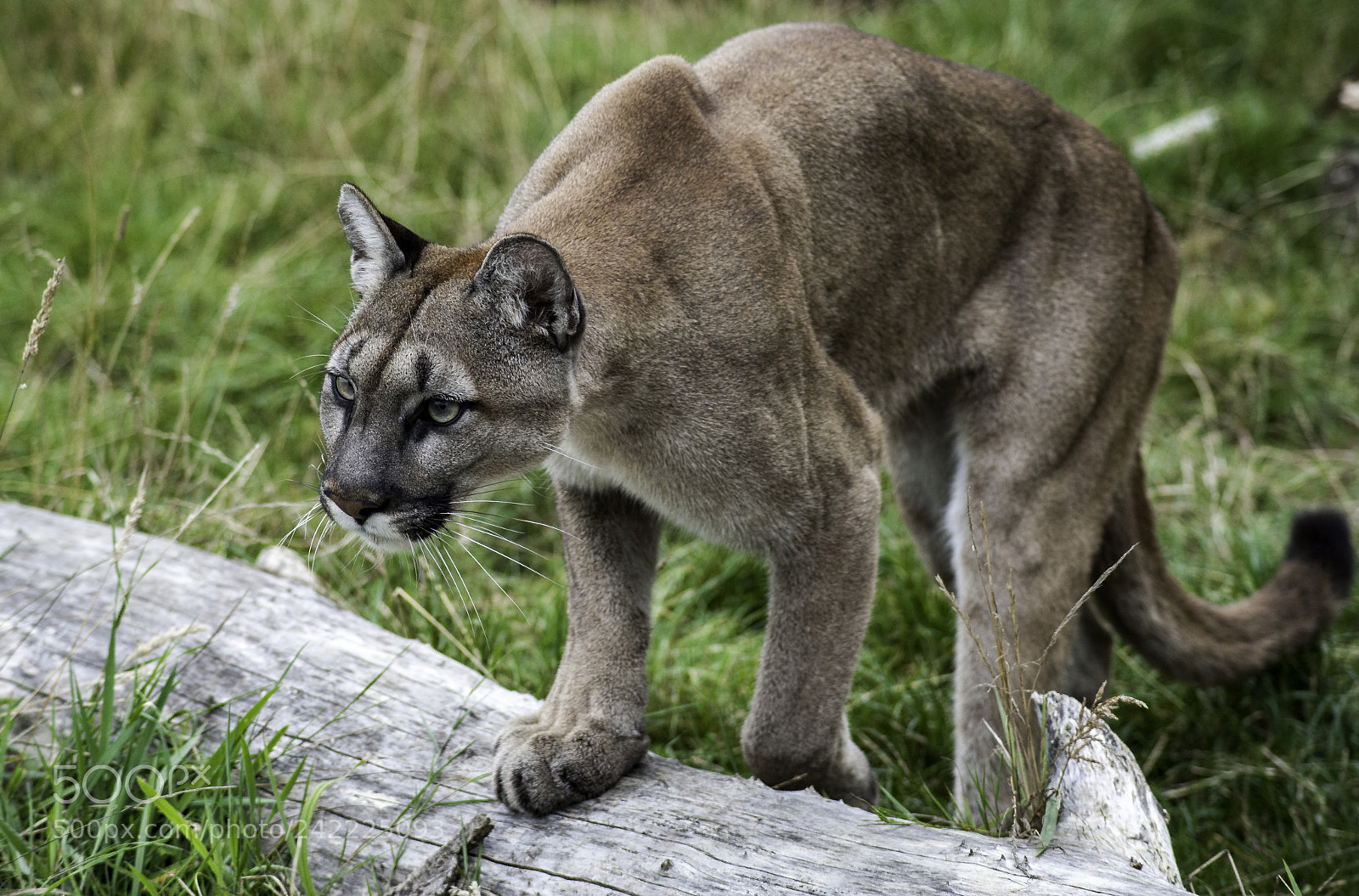 Nikon D700 sample photo. Puma series photography
