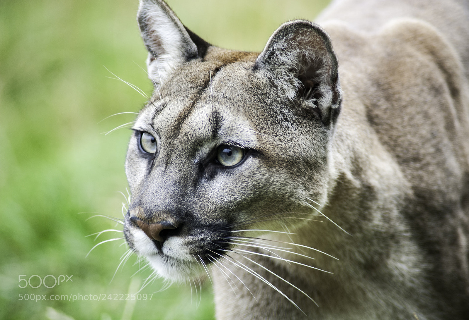Nikon D700 sample photo. Puma series photography