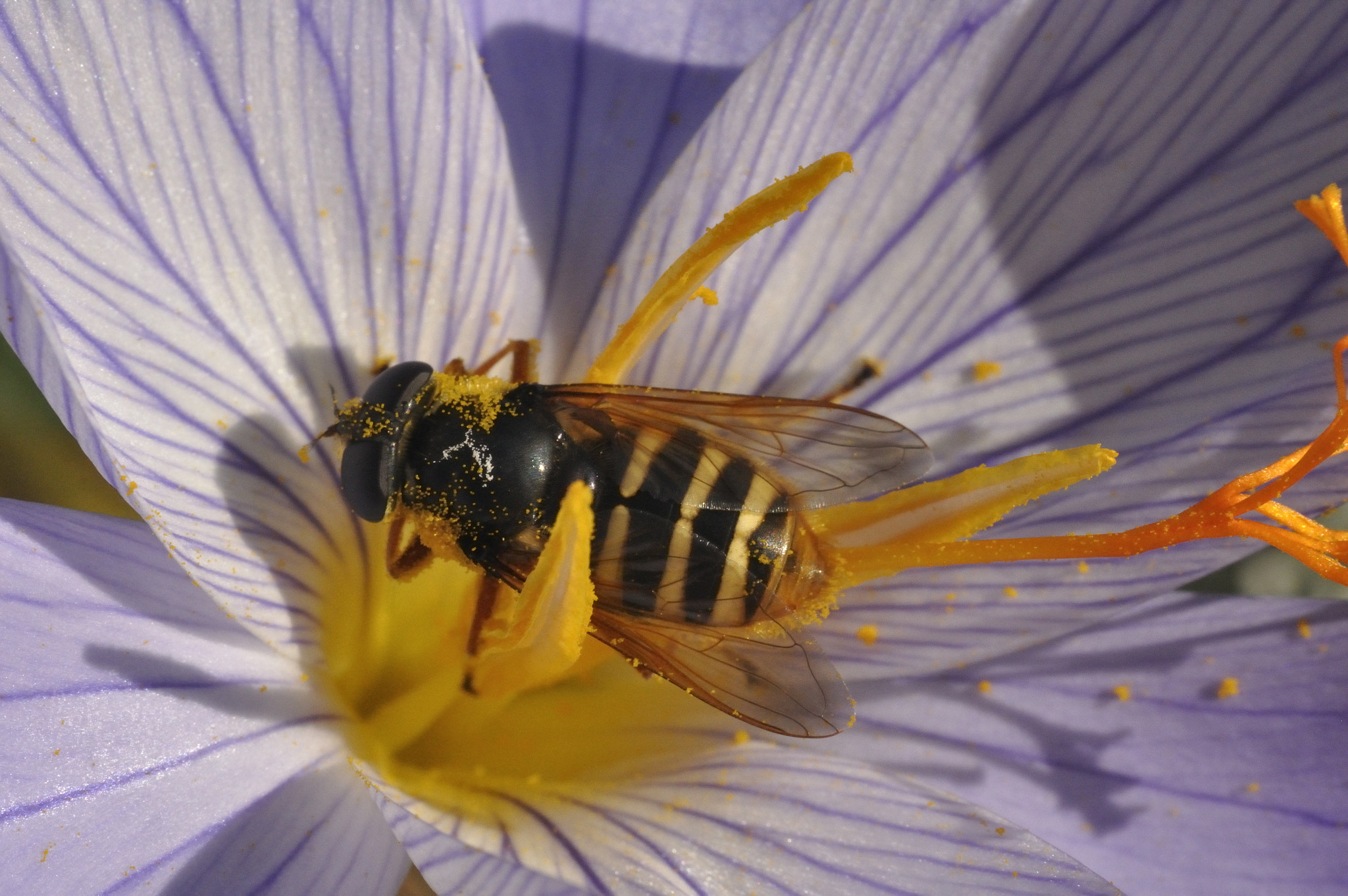 Nikon D90 sample photo. A nice bee photography
