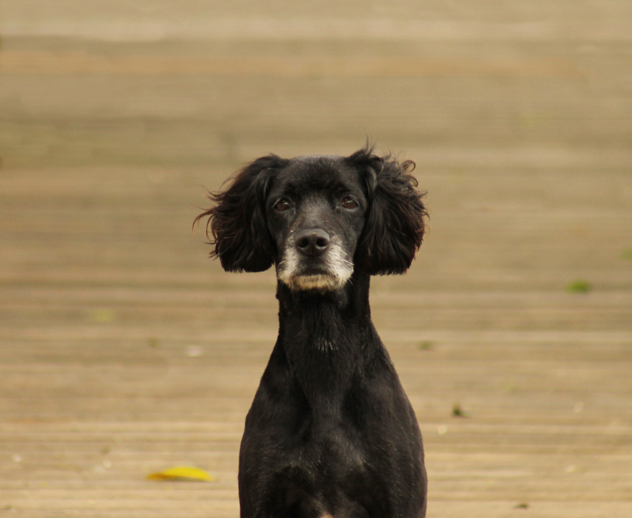 Canon EF 75-300mm f/4-5.6 USM sample photo. Portrait of a dog photography