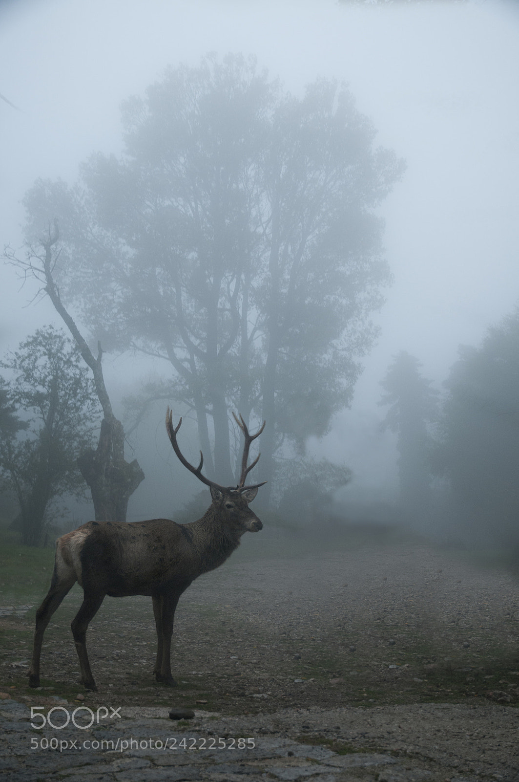Nikon D300S sample photo. Deer in mist photography