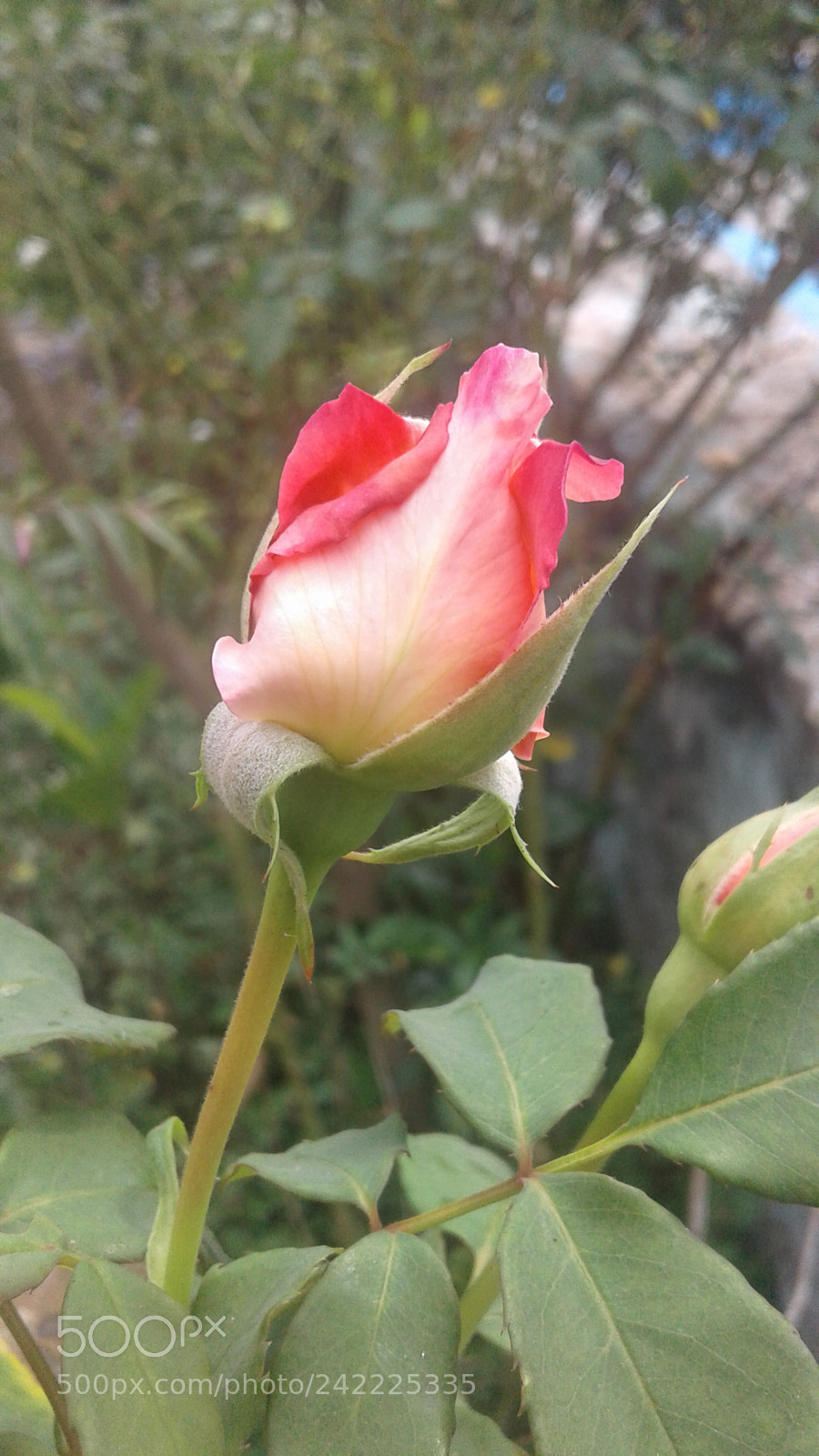 Samsung Galaxy J2 sample photo. Untitled photography