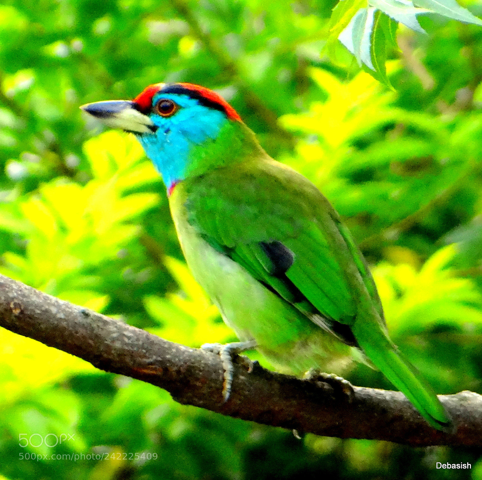 Sony Cyber-shot DSC-HX100V sample photo. Blue throated barbet photography