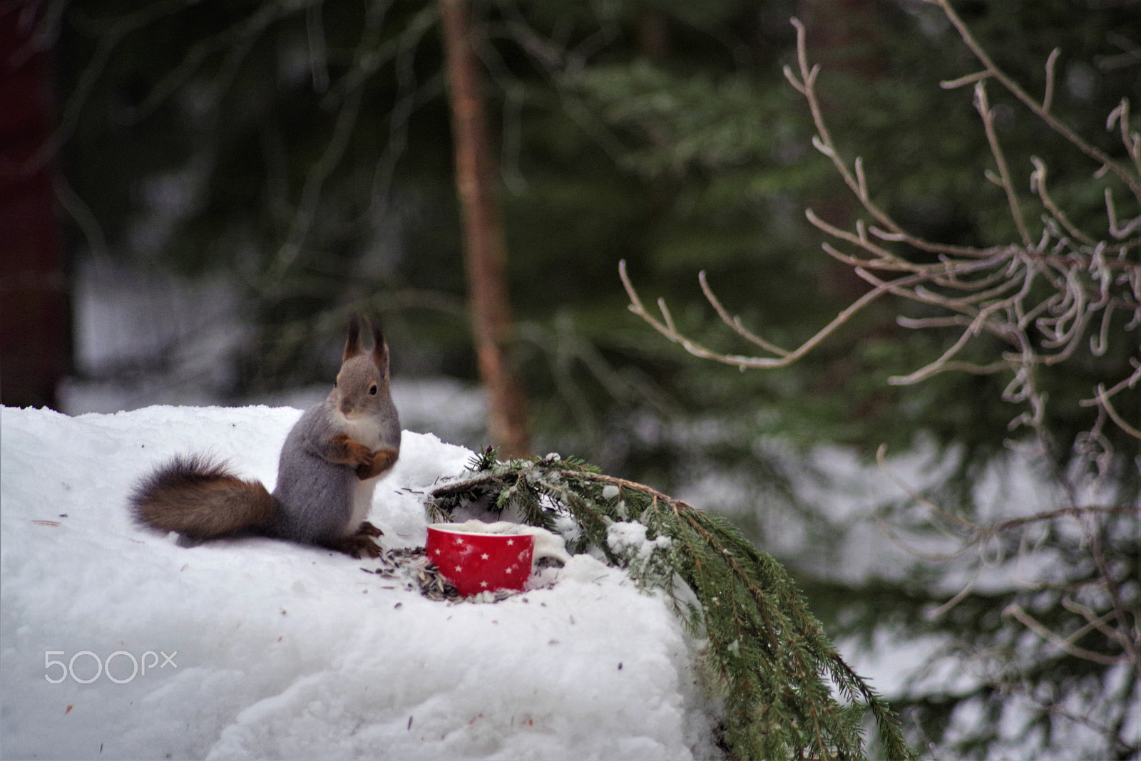 smc PENTAX-F 80-200mm F4.7-5.6 sample photo. Squirrel photography