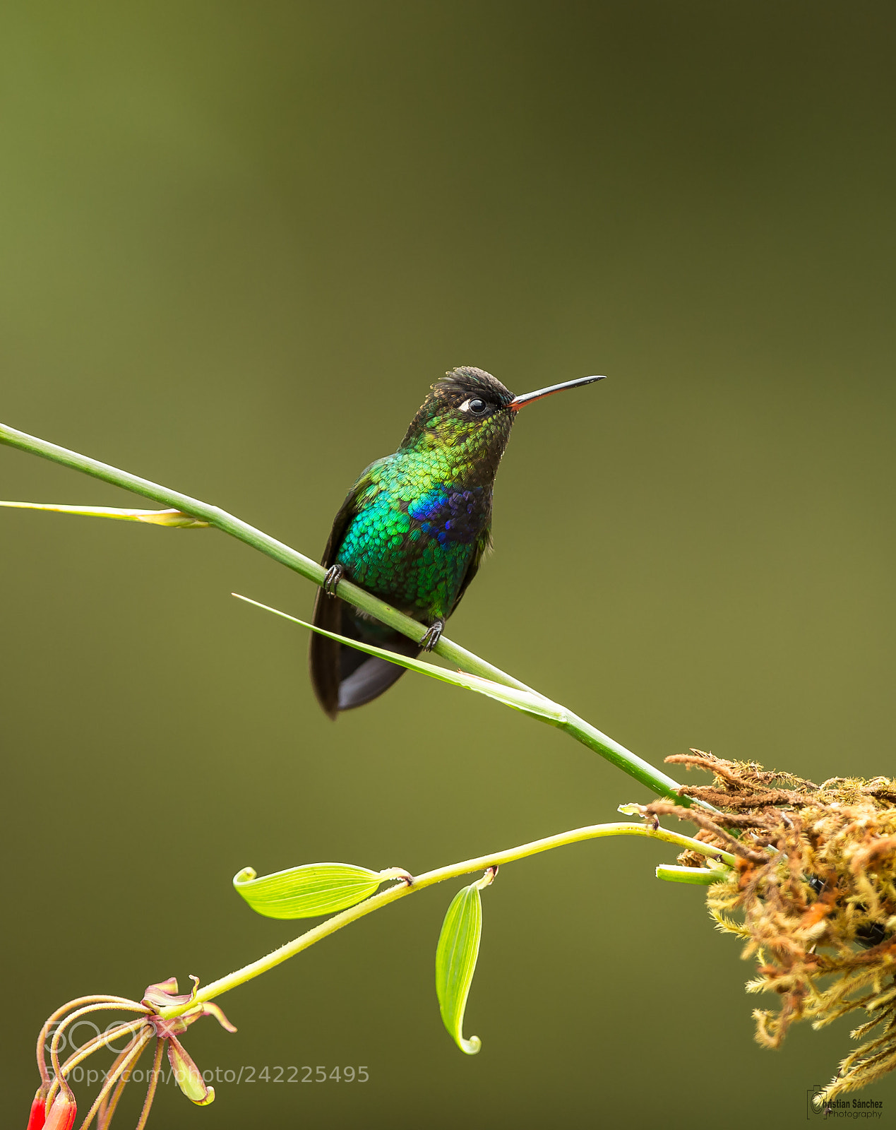 Nikon D4 sample photo. Fiery-throated hummingbird photography