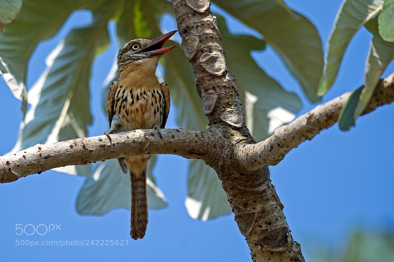 Nikon D5 sample photo. Chaco puffbird photography