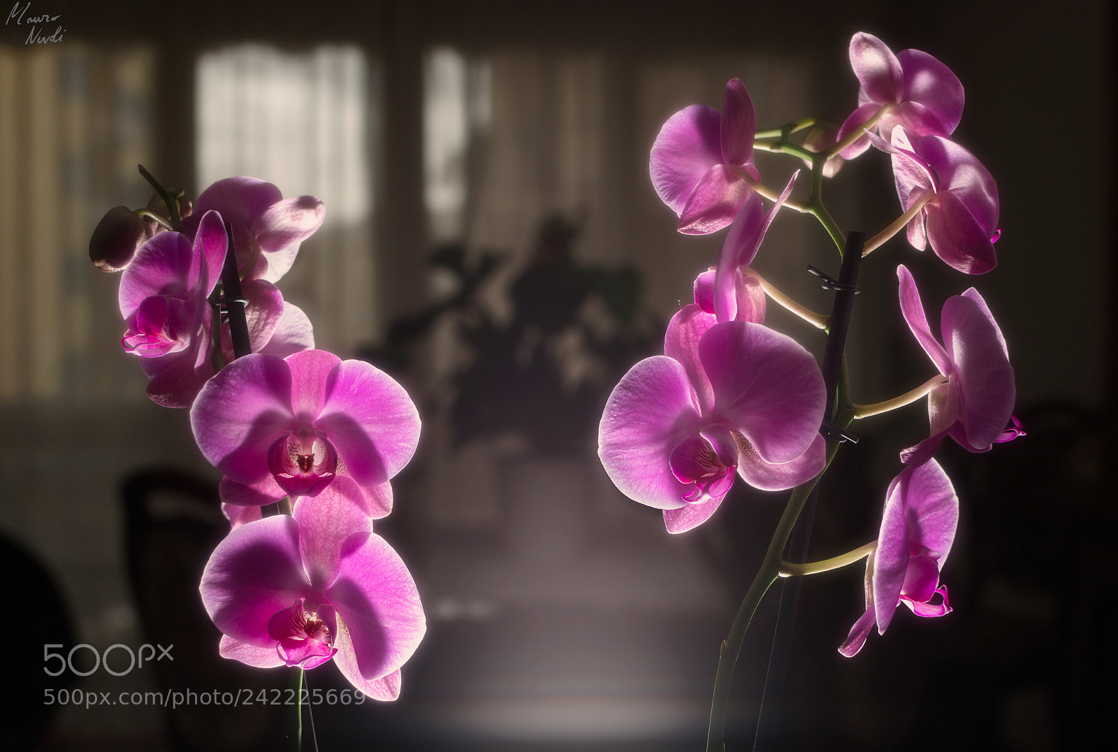 Nikon D3100 sample photo. Orchids photography