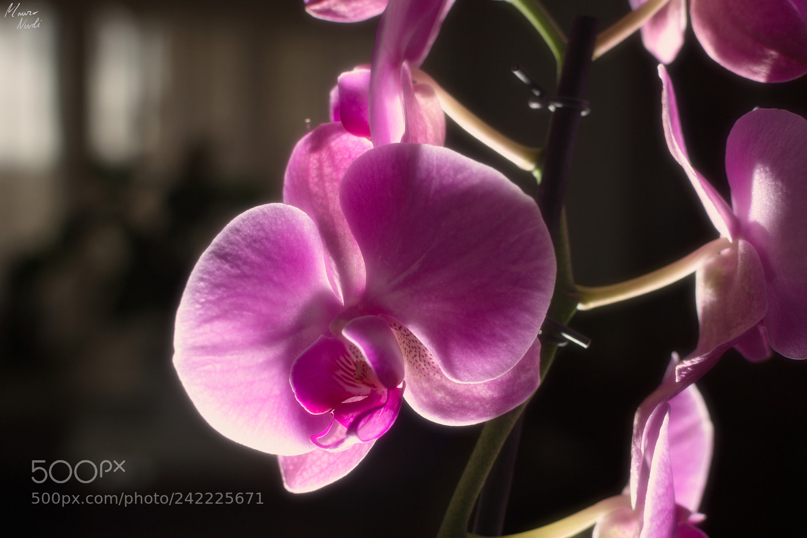 Nikon D3100 sample photo. Orchids photography