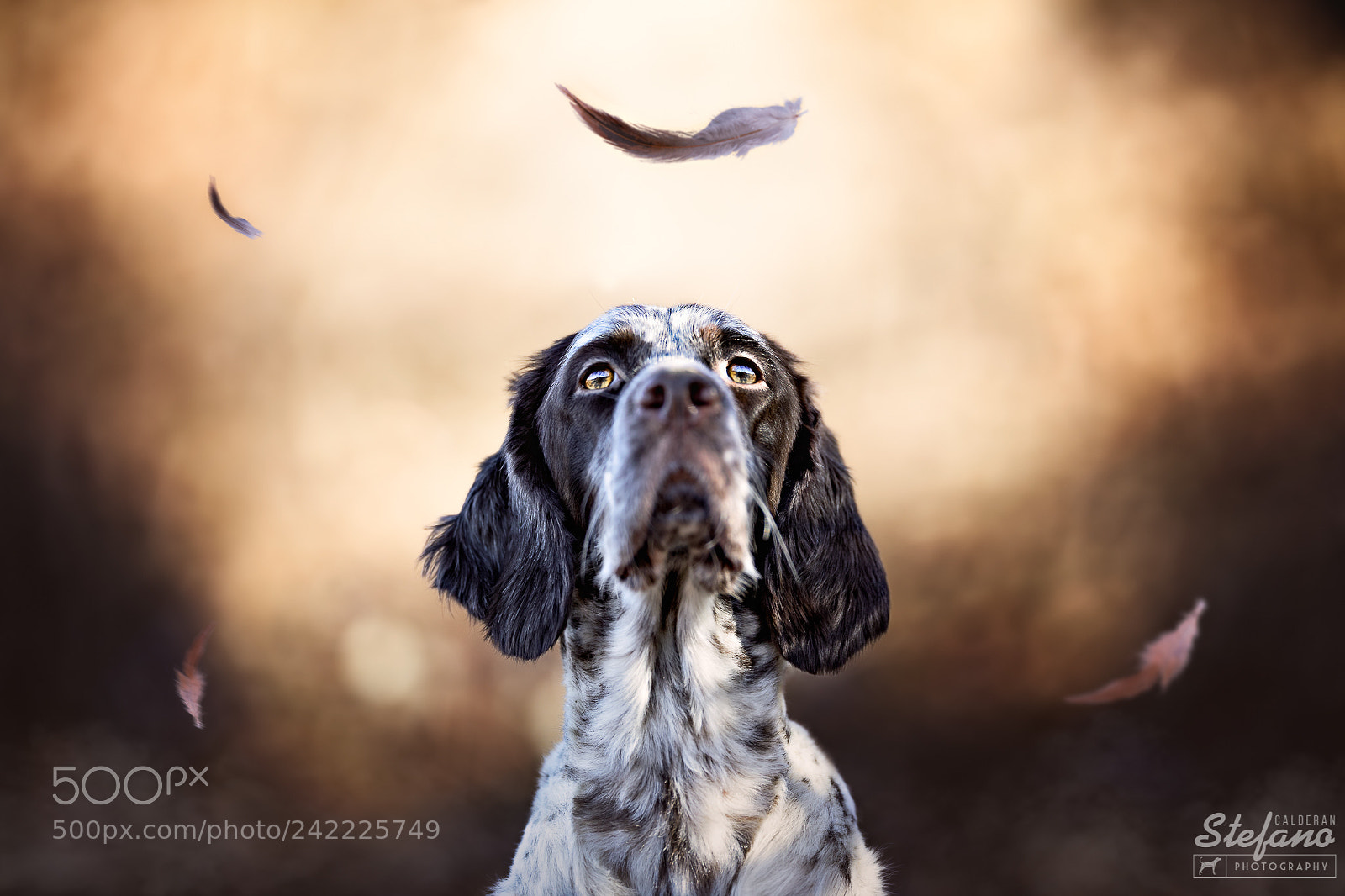 Canon EOS-1D X Mark II sample photo. Grappa, the hunting dog photography