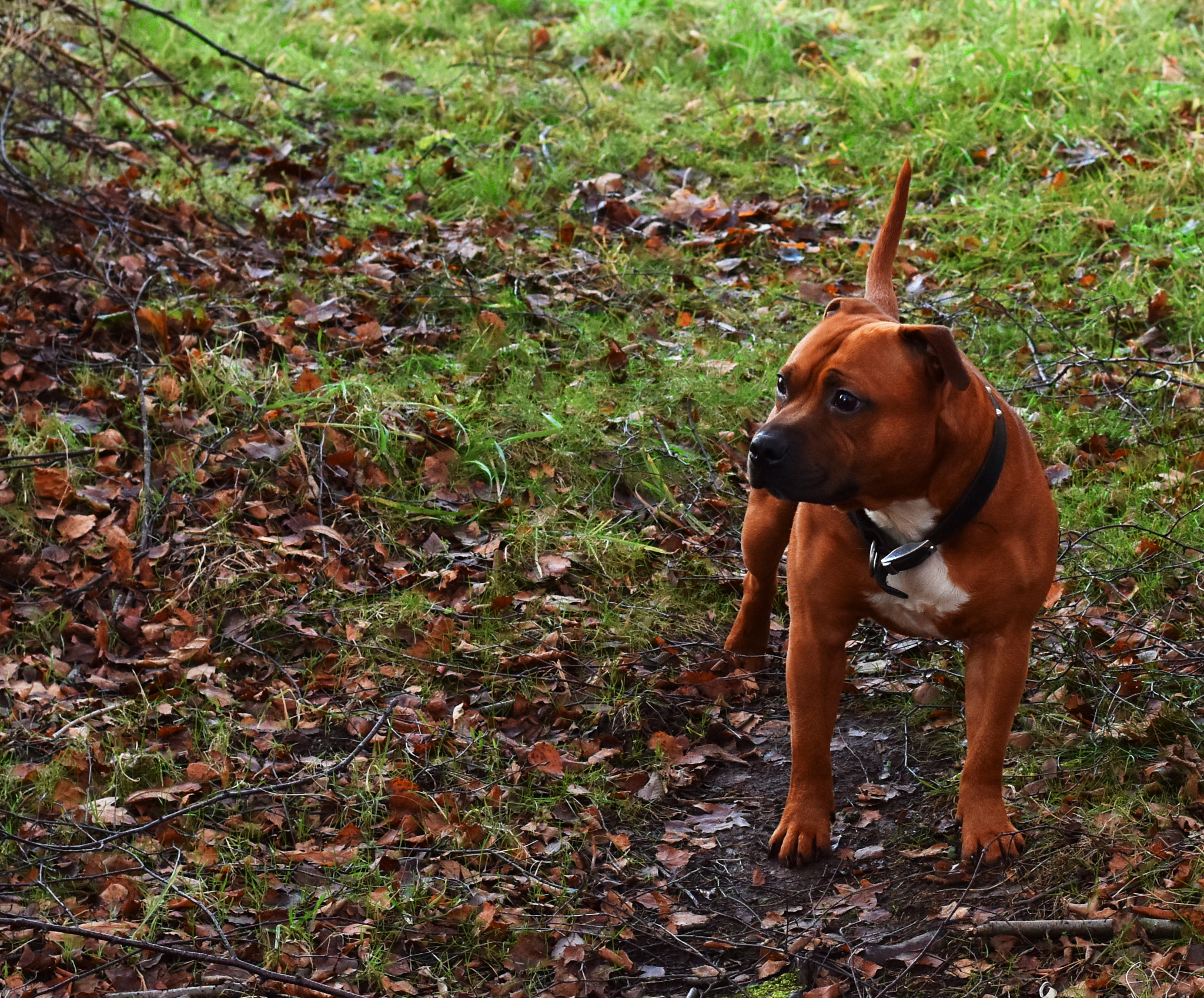 Nikon D7200 + Nikon AF-S Nikkor 50mm F1.8G sample photo. Red staffy photography