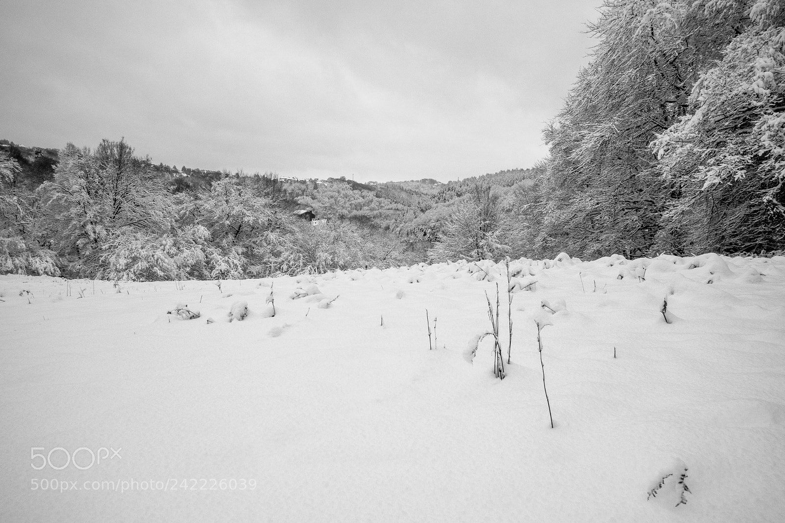 Olympus OM-D E-M10 sample photo. Snow photography