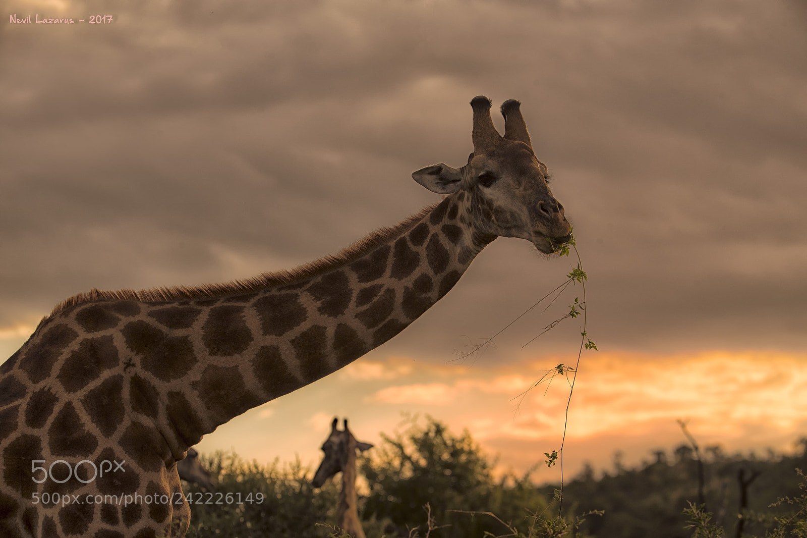 Canon EOS-1D X sample photo. Giraffe sunset photography