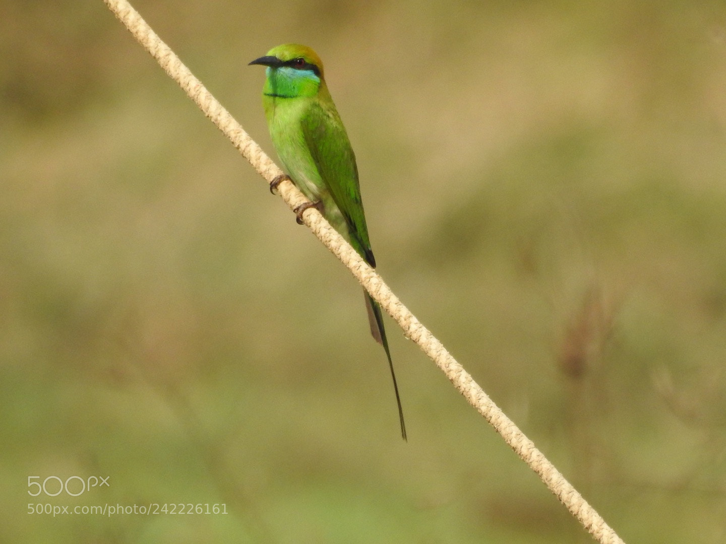 Nikon Coolpix P900 sample photo. Green bee eater photography